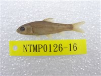 藏品(臺灣鏟頜魚)的圖片